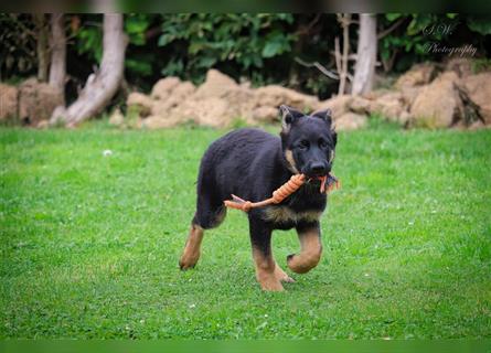 Deutsche Schäferhundwelpen suchen ein neues Zuhause