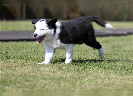 Bordercollie Welpen