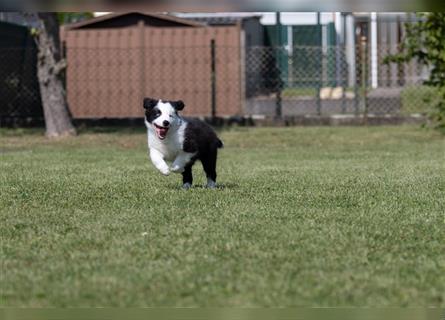 Bordercollie Welpen