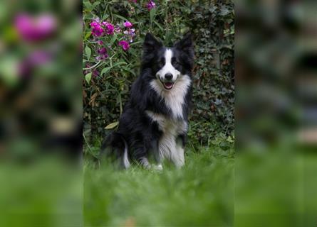 Bordercollie Welpen