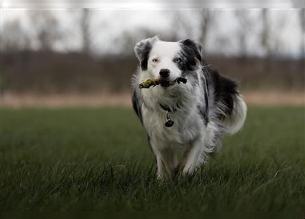 Bordercollie Welpen