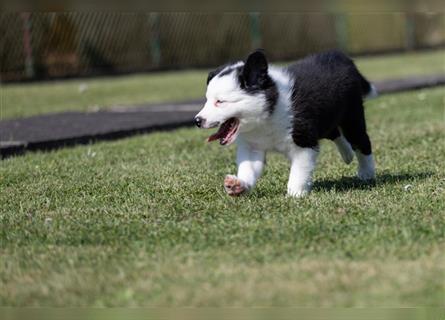 Bordercollie Welpen