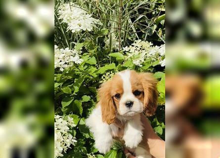 Cavalier Prinzessin sucht königliches Zuhause