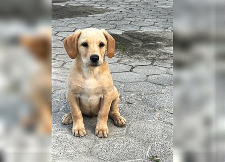 Labrador Retriever Welpen