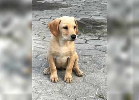 Labrador Retriever Welpen