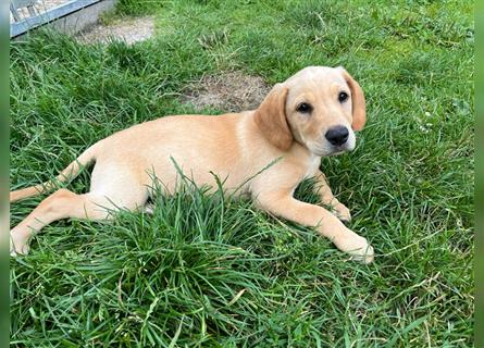 Labrador Retriever Welpen