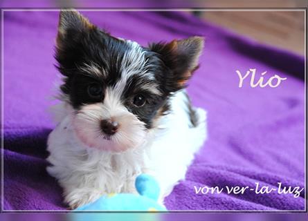 zwei kleine Biro Yorkshire Terrier Welpen