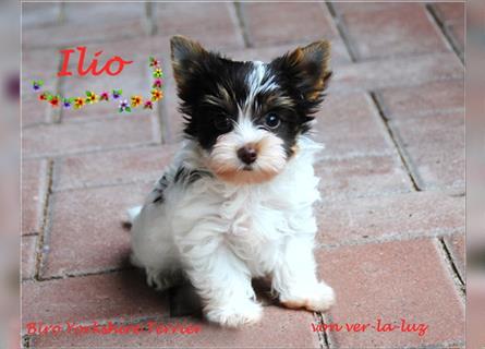 zwei kleine Biro Yorkshire Terrier Welpen