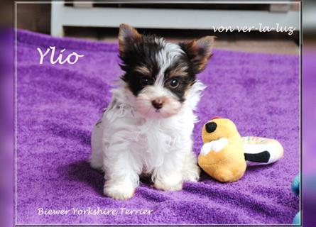 zwei kleine Biro Yorkshire Terrier Welpen