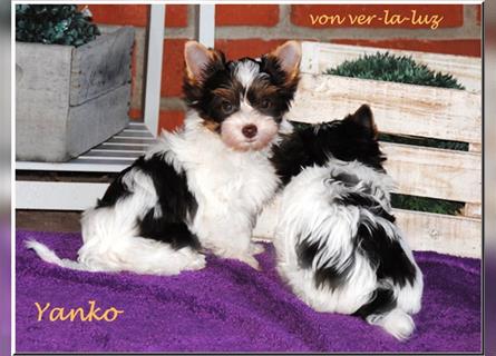 zwei kleine Biro Yorkshire Terrier Welpen