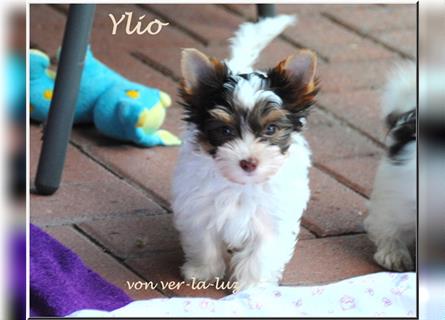 zwei kleine Biro Yorkshire Terrier Welpen