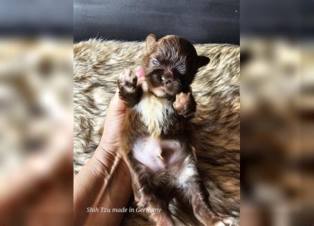 Reinrassige Shih Tzu Welpen