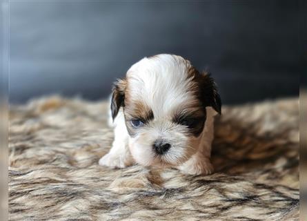 Reinrassige Shih Tzu Welpen