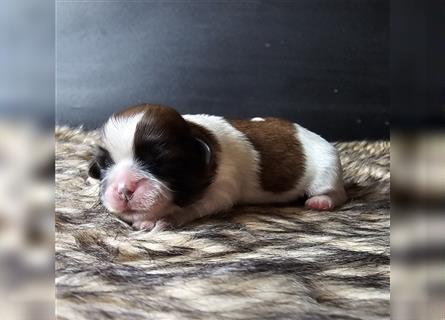 Reinrassige Shih Tzu Welpen