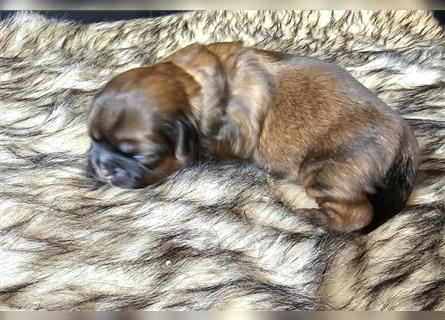 Reinrassige Shih Tzu Welpen