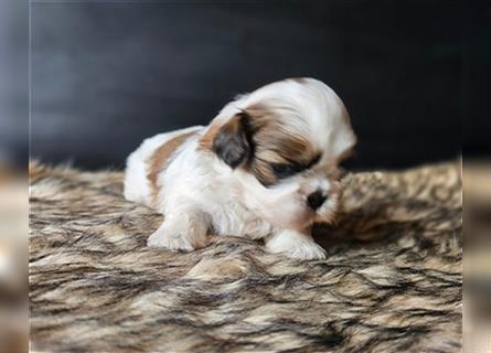 Reinrassige Shih Tzu Welpen