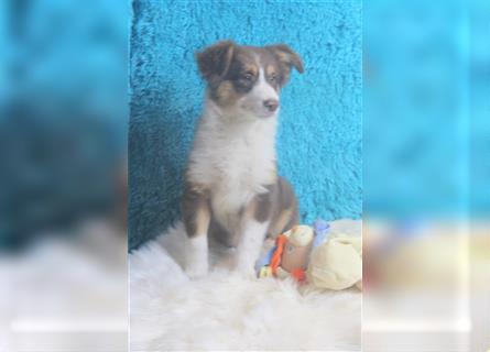 Miniature Australian Shepherd Welpen aus liebevoller Hausaufzucht ohne Abstammungsnachweis.