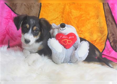 Miniature Australian Shepherd Welpen aus liebevoller Hausaufzucht ohne Abstammungsnachweis.