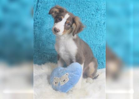 Miniature Australian Shepherd Welpen aus liebevoller Hausaufzucht ohne Abstammungsnachweis.