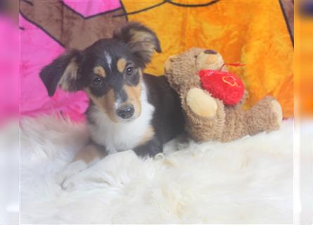 Miniature Australian Shepherd Welpen aus liebevoller Hausaufzucht ohne Abstammungsnachweis.