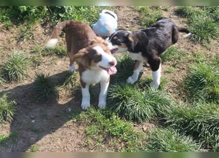 Miniature Australian Shepherd Welpen aus liebevoller Hausaufzucht ohne Abstammungsnachweis.