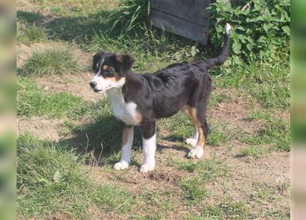 Miniature Australian Shepherd Welpen aus liebevoller Hausaufzucht ohne Abstammungsnachweis.