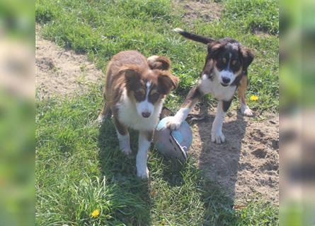 Miniature Australian Shepherd Welpen aus liebevoller Hausaufzucht ohne Abstammungsnachweis.