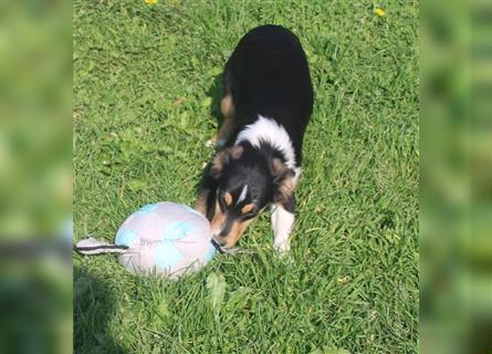 Miniature Australian Shepherd Welpen aus liebevoller Hausaufzucht ohne Abstammungsnachweis.