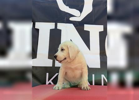 Central Asian Shepherd puppy