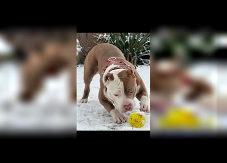 American Bully xl *Wurfankündigung für Dezember*