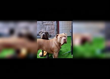 American Bully xl *Wurfankündigung für Dezember*