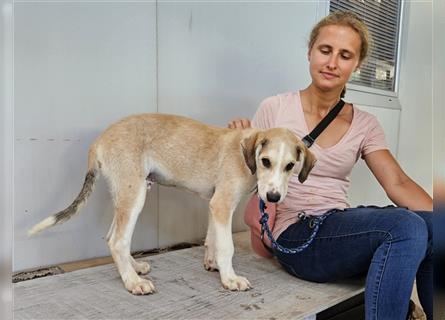 Cirotto: für jeden Spaß zu haben