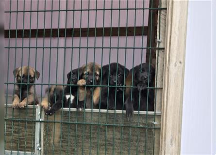 Zauberhafte Hundewelpen (Idealer Mix) suchen ein liebevolles Zuhause!