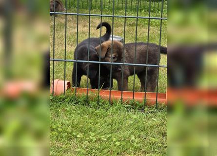 Zauberhafte Hundewelpen (Idealer Mix) suchen ein liebevolles Zuhause!