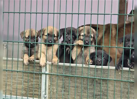 Zauberhafte Hundewelpen (Idealer Mix) suchen ein liebevolles Zuhause!