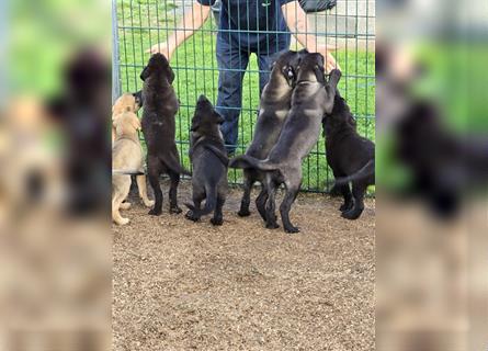 Zauberhafte Hundewelpen (Idealer Mix) suchen ein liebevolles Zuhause!