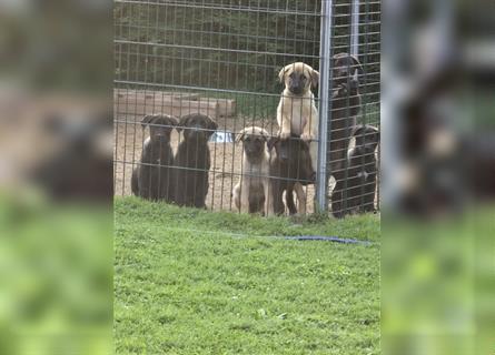 Zauberhafte Hundewelpen (Idealer Mix) suchen ein liebevolles Zuhause!