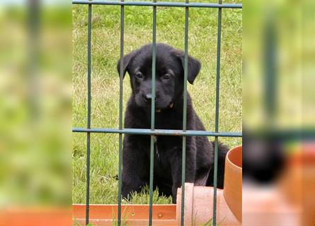 Zauberhafte Hundewelpen (Idealer Mix) suchen ein liebevolles Zuhause!