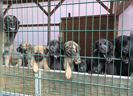 Zauberhafte Hundewelpen (Idealer Mix) suchen ein liebevolles Zuhause!