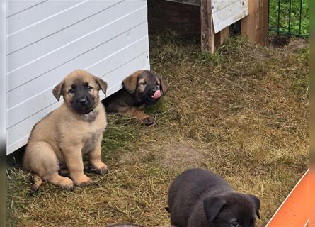 Zauberhafte Hundewelpen (Idealer Mix) suchen ein liebevolles Zuhause!