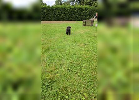 Zauberhafte Hundewelpen (Idealer Mix) suchen ein liebevolles Zuhause!