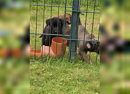 Zauberhafte Hundewelpen (Idealer Mix) suchen ein liebevolles Zuhause!