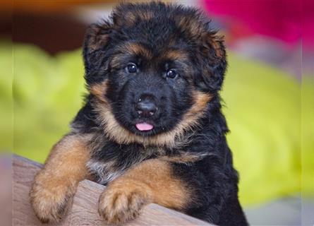 Schäferhund Welpen ( Stock und Langhaar ) mit Ahnentafel