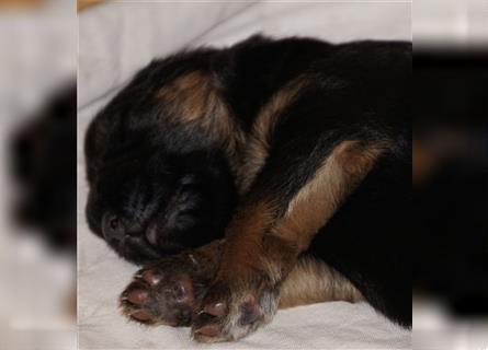 Schäferhund Welpen ( Stock und Langhaar ) mit Ahnentafel