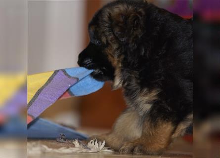 Schäferhund Welpen ( Stock und Langhaar ) mit Ahnentafel