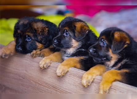 Schäferhund Welpen ( Stock und Langhaar ) mit Ahnentafel