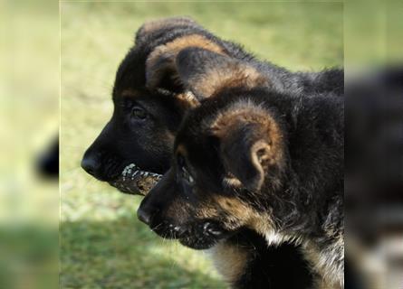 Schäferhund Welpen ( Stock und Langhaar ) mit Ahnentafel