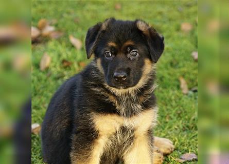 Schäferhund Welpen ( Stock und Langhaar ) mit Ahnentafel