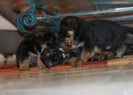 Schäferhund Welpen ( Stock und Langhaar ) mit Ahnentafel