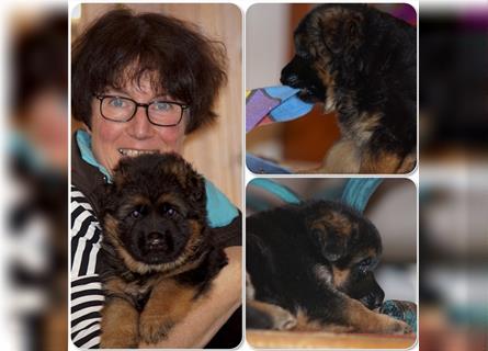 Schäferhund Welpen ( Stock und Langhaar ) mit Ahnentafel